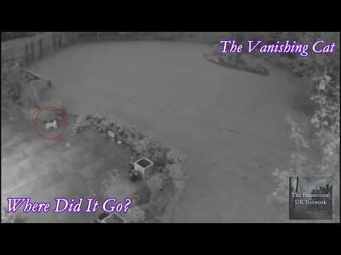 The Cryptic Files - The Vanishing Cat