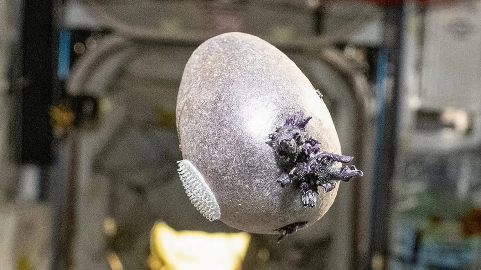 Tentacled ‘alien egg’ on ISS freaks out space fans who say ‘kill it with fire’