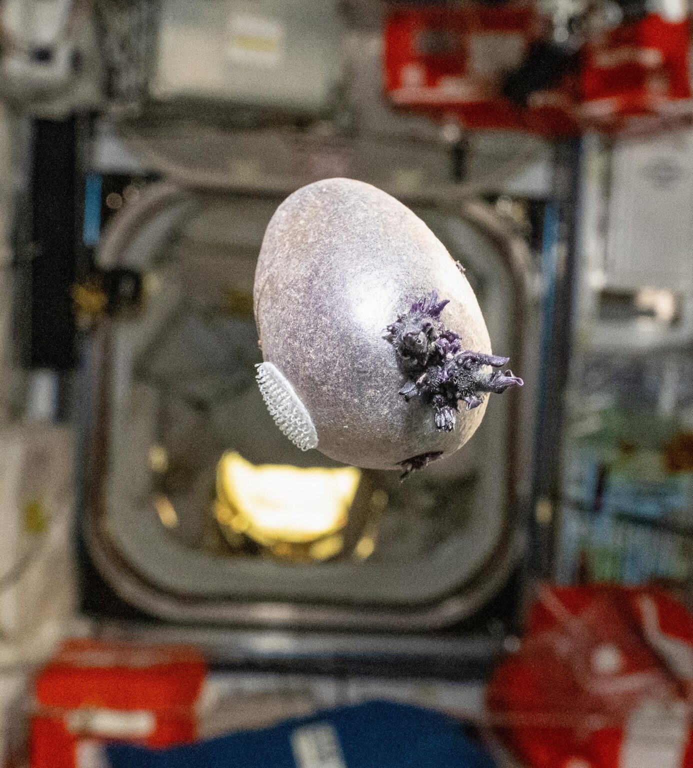 My space potatoes, grown aboard the ISS