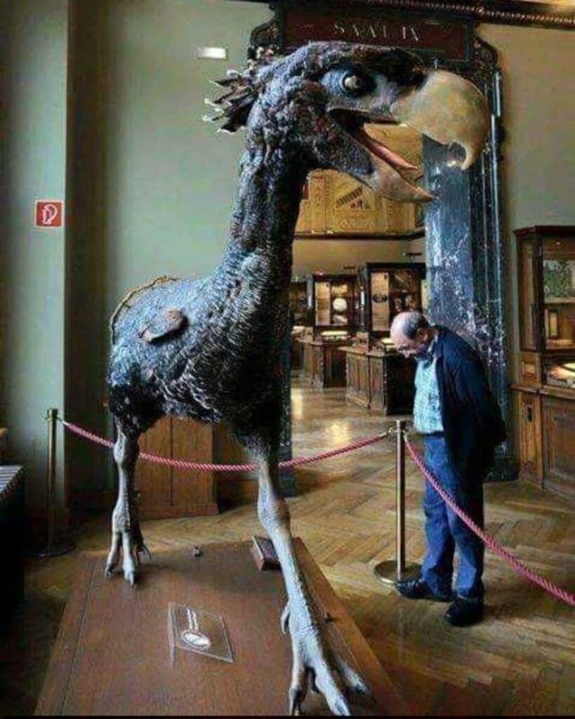 Did Dinosaurs Really Die Or Are They Still Living Among Us As Birds