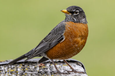 Ask Dr. Universe - Queens Gazette