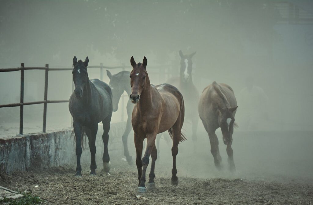 The Ethics Of Equine Sports: What Men Can Learn From Horse Welfare Debate