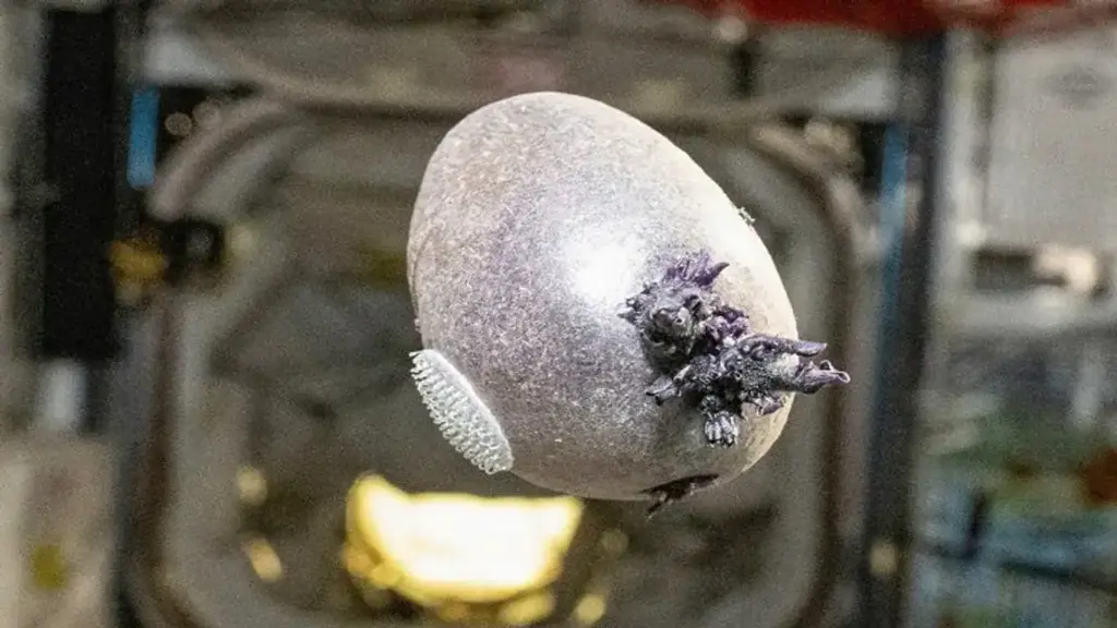 Image of strange purple tentacle-like structures extending from an oblong object. Space potato