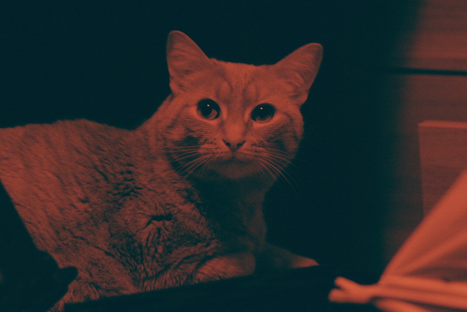 My Cat in Hydrogen Alpha