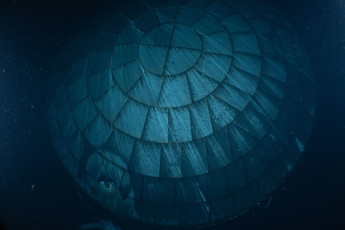 A photo taken by US Navy divers and shared by NASA on Monday, showing the charred heat shield of the space agency's Artemis 2 Orion capsule right after it took a plunge in the Pacific Ocean upon landing on April 10.
