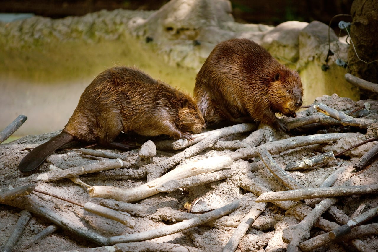 Two beaves sit on a pile of sticks
