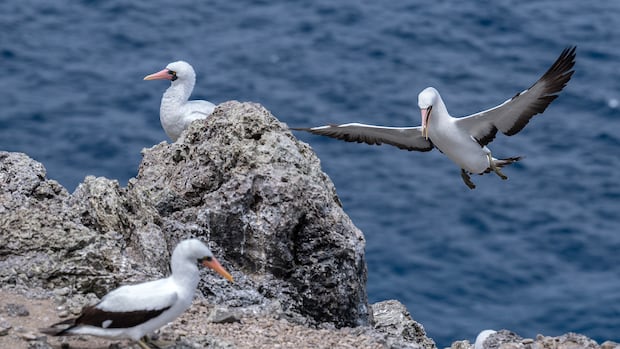 Apr 25: Seabird poop does whaaat? And more…