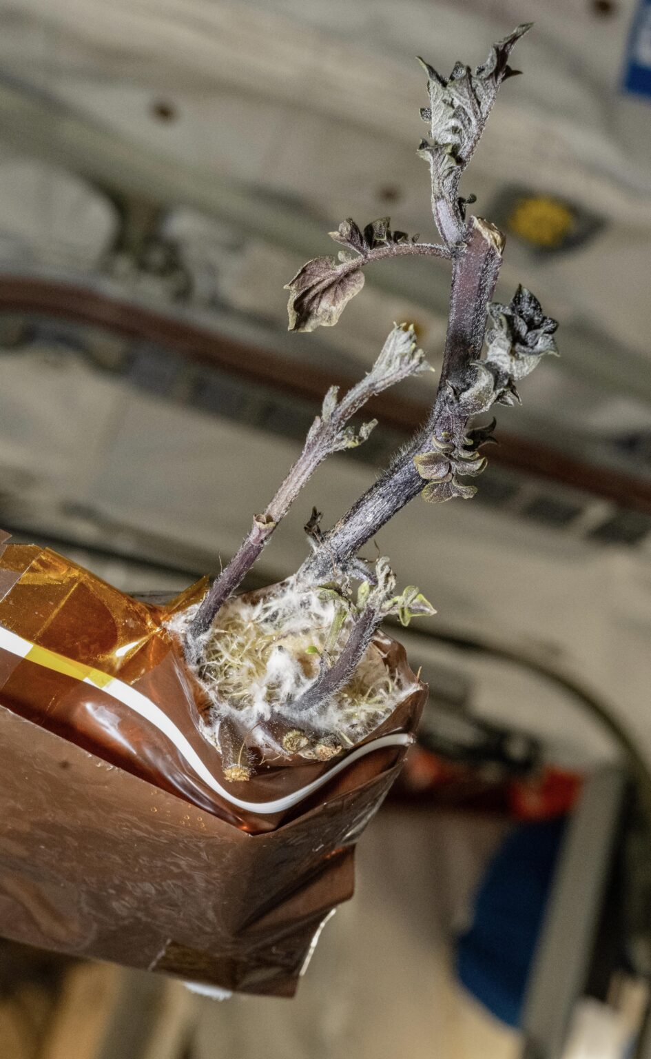 My space potato spreading its roots in microgravity