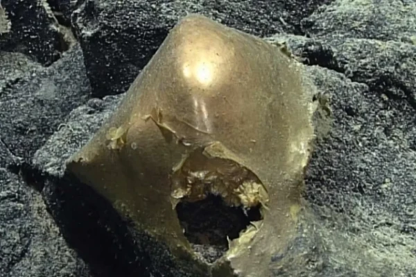 Scientists Unravel the Mystery of the Alien Gold Egg from the Ocean Floor off Alaska