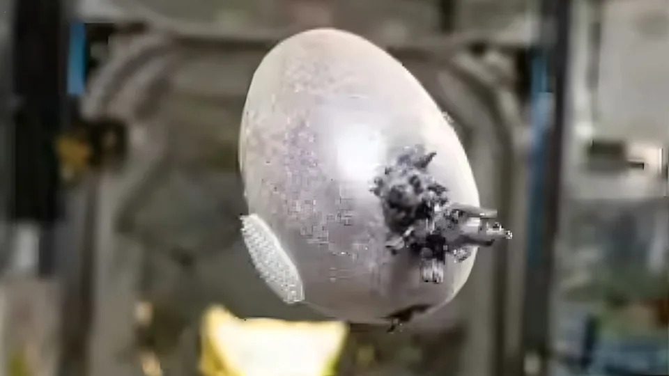 NASA Shares Photos of 'Alien Space Egg' Growing on the International Space Station