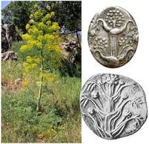 The Silphium Mystery: An ancient "miracle drug" worth more than gold that vanished 2,000 years ago, and its strange connection to modern Turkey.