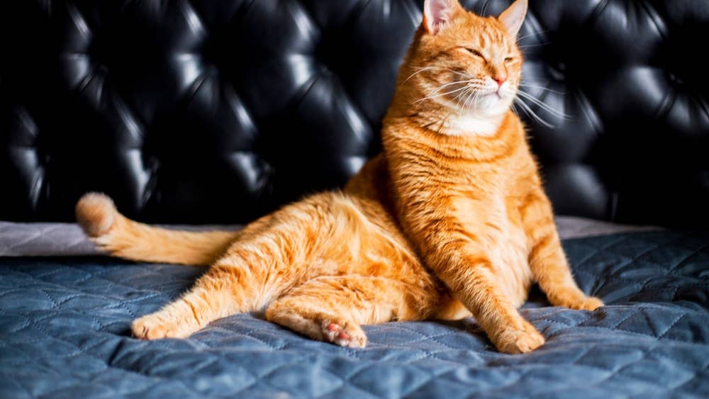 Yahoo lifestyle home