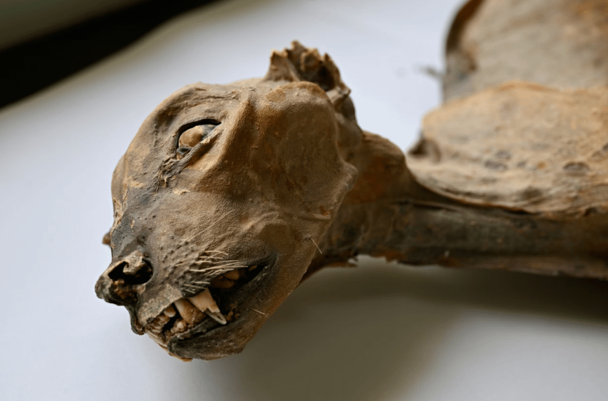 Cheetah mummies found in Arabian caves yield rare genome from lost population