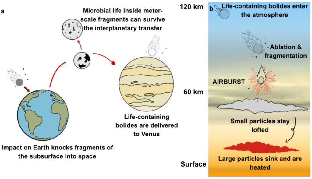 A new modelling study finds that roughly 100 microbial cells per year may be delivered to Venus's clouds via rock ejected from Earth by asteroid impacts, suggesting that if life is ever discovered in the Venusian atmosphere, it could have originated on Earth.