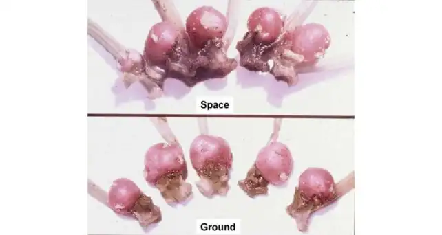 Image showing the difference between potatoes grown in space and those grown on Earth