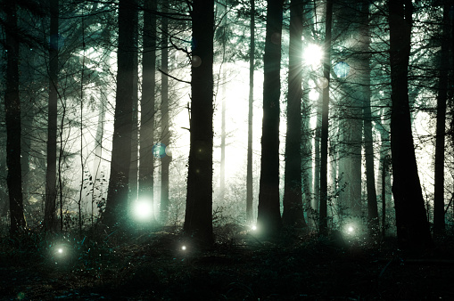 Spooky floating UFO lights, in a mysterious foggy winter forest