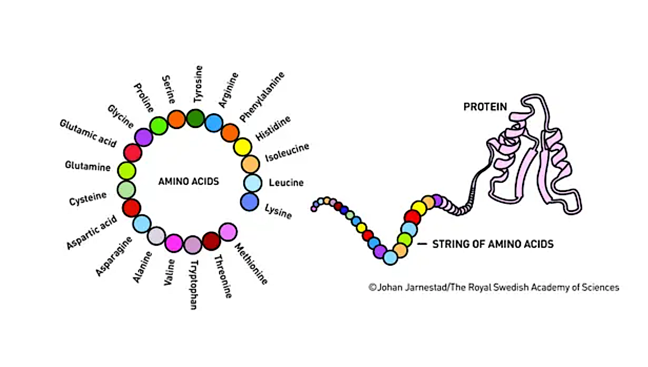 Identifying The Limits Of Protein Evolution