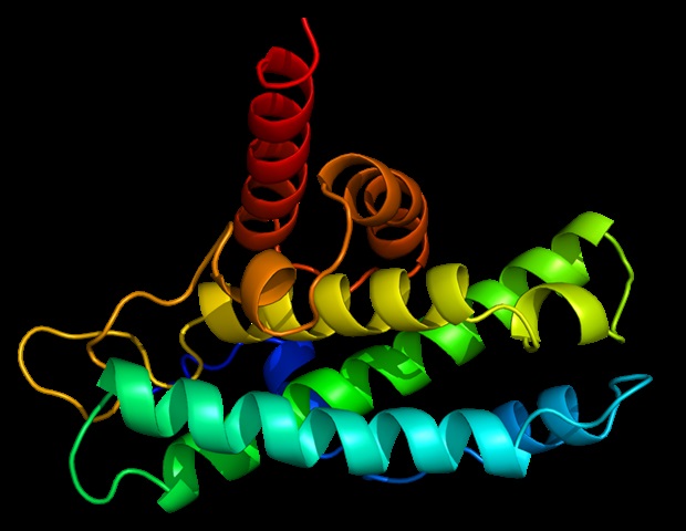 Researchers identify the limiting factors behind protein diversification