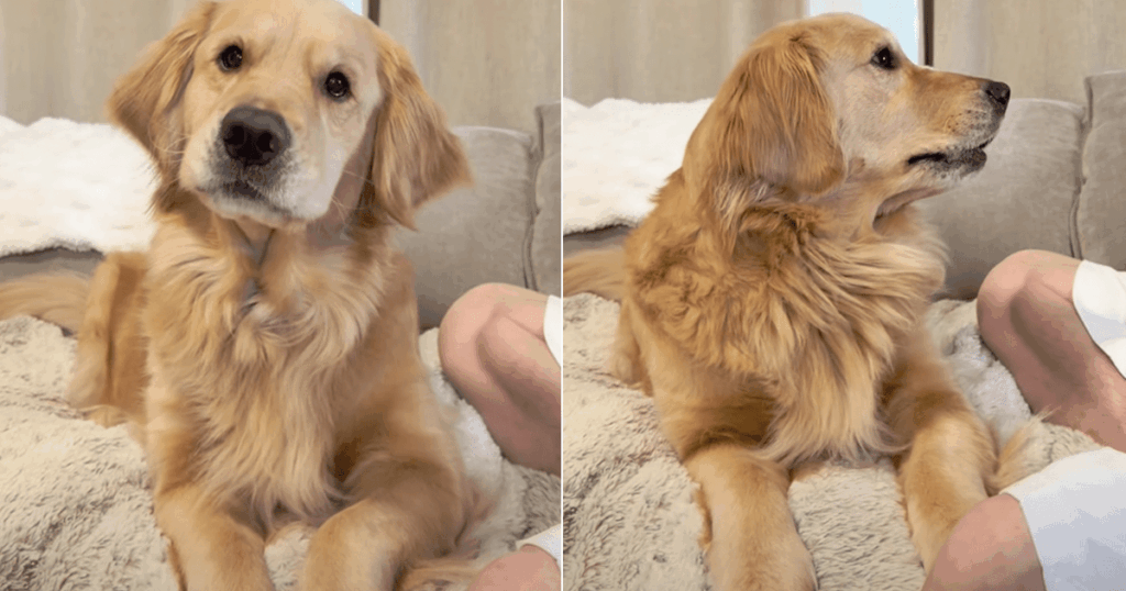 Dog Complains to Mom About Dad During Adorable Conversation