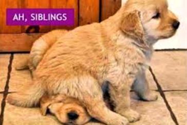 SiblingsDay.jpg SiblingsDay.jpg