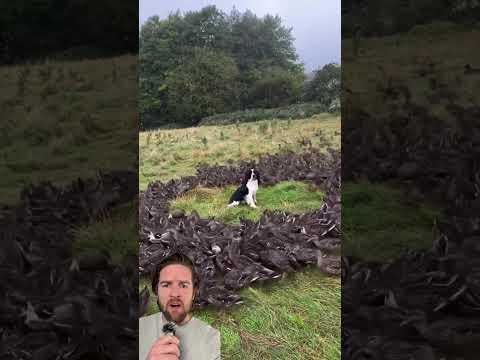 Dog attracting ducks...