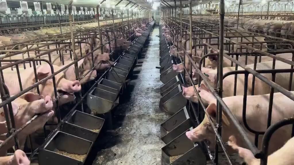 When aliens come to earth they should exterminate us for what we do to other animals.