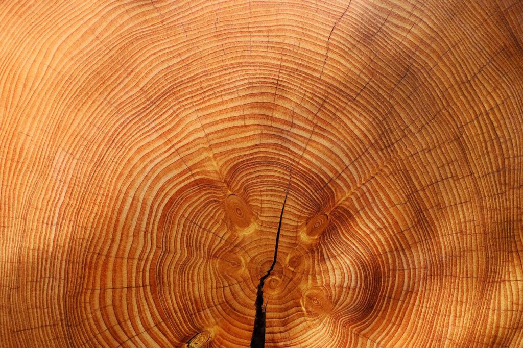 creationists are using dendrochronology to proove the flood