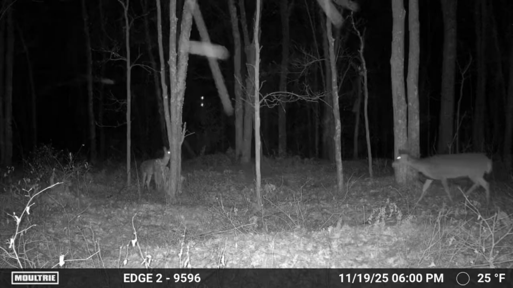 Two vertical floating lights on a deer cam. What is this?