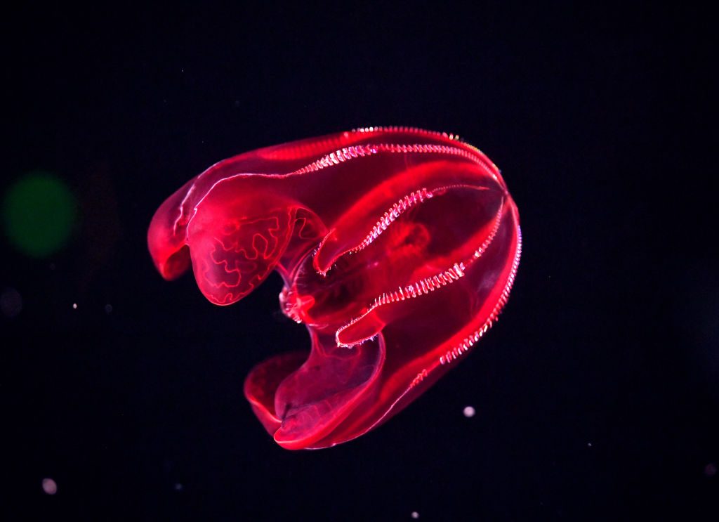 MONTEREY, CALIFORNIA - MARCH 21: A Bloody-Belly Comb Jelly swims in its tank at the Monterey Bay Aquarium
