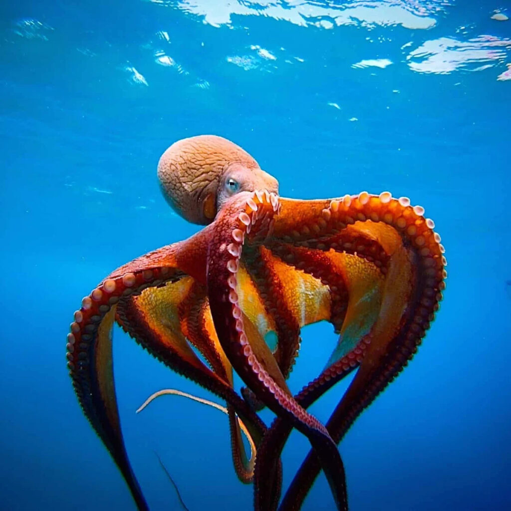 Why The Octopus is Our Planet’s Most Alien-Like Creature