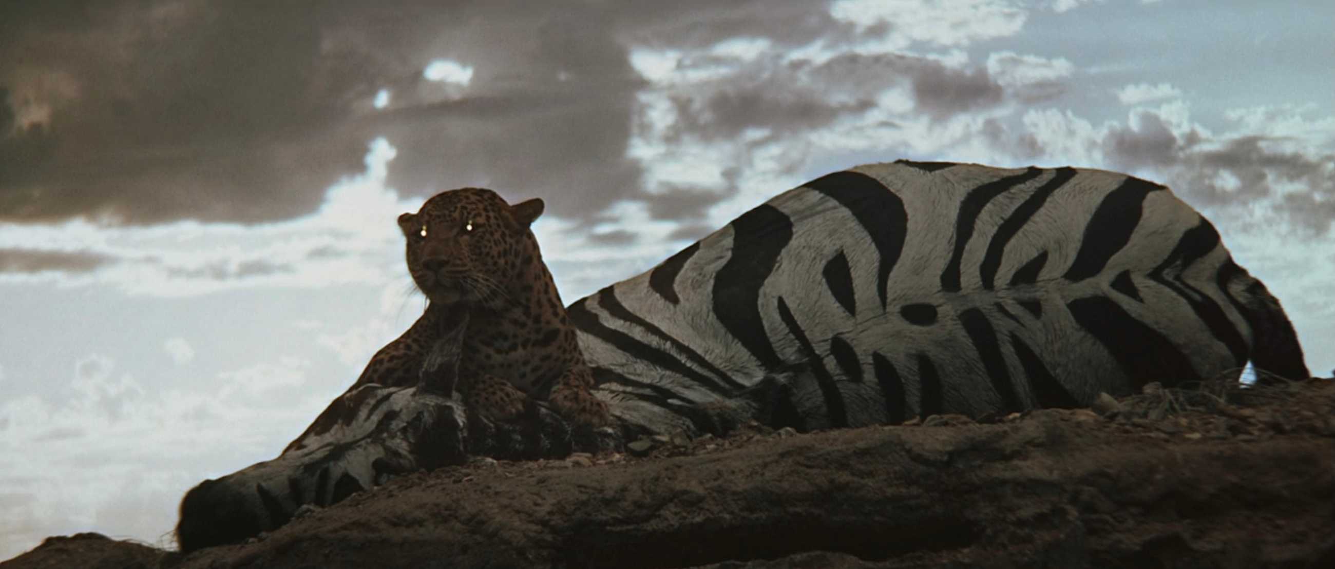 A jaguar lounges next to a dead zebra — or rather, a rotting dead horse painted like a zebra — in 2001: A Space Odyssey