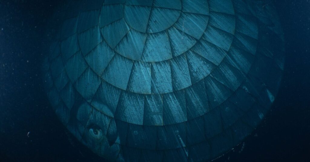 Guess What This Creepy Underwater Thing Is That Was Photographed by US Navy Divers for NASA Guess What This Creepy Underwater Thing Is That Was Photographed by US Navy Divers for NASA