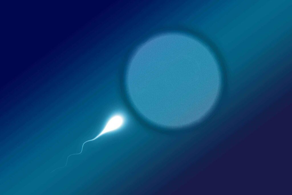 New study finds fertilization still works in space, though sperm struggle more to reach the egg