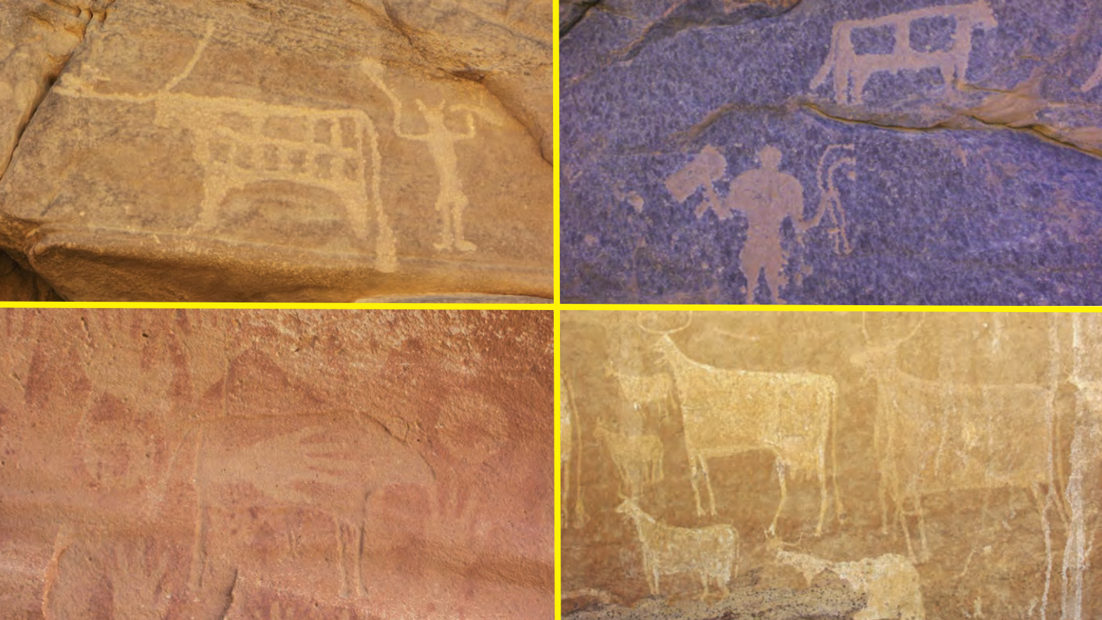 Four photos of petroglyphs found within the massif, showing images of cows and people