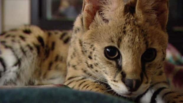 Exotic cat breeding, future ownership banned in B.C. as of May 1