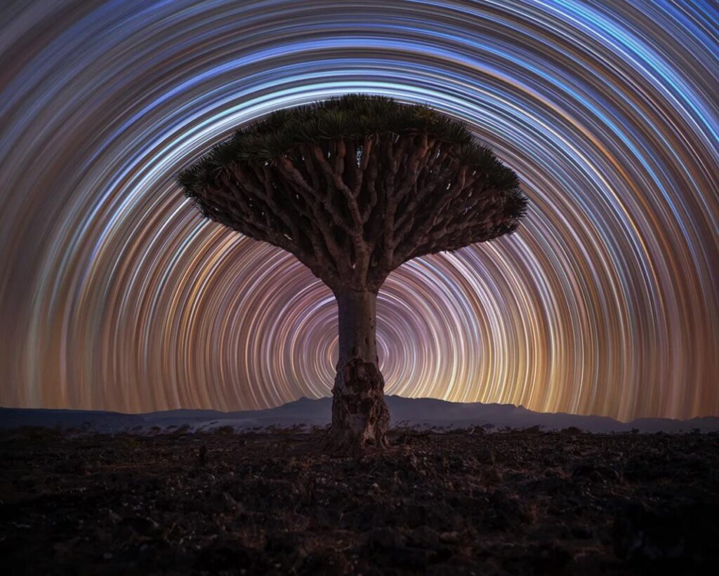 Dragon Tree Trails by Benjamin Barakat