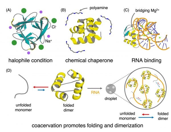 Example of folding proteins in supportive environments. Credit - K. Seya et al.