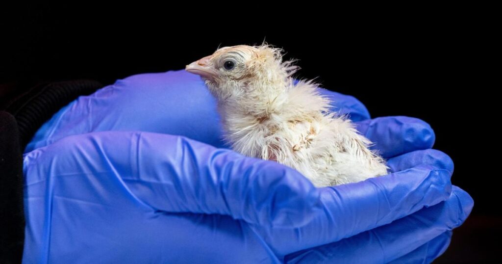 US biotech company hatches live chicks from an artificial eggshell
