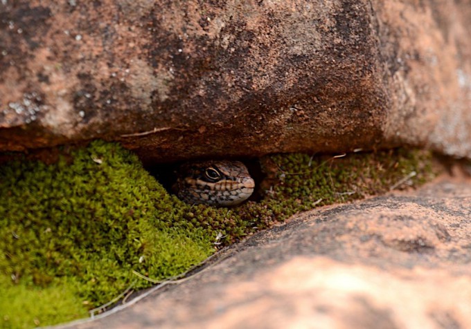 A new lizard species, 'Liopholis mutawintjiensis,' discovered in Australia's Mutawintji National Park. Credit: Tom Parkin CC BY-ND.