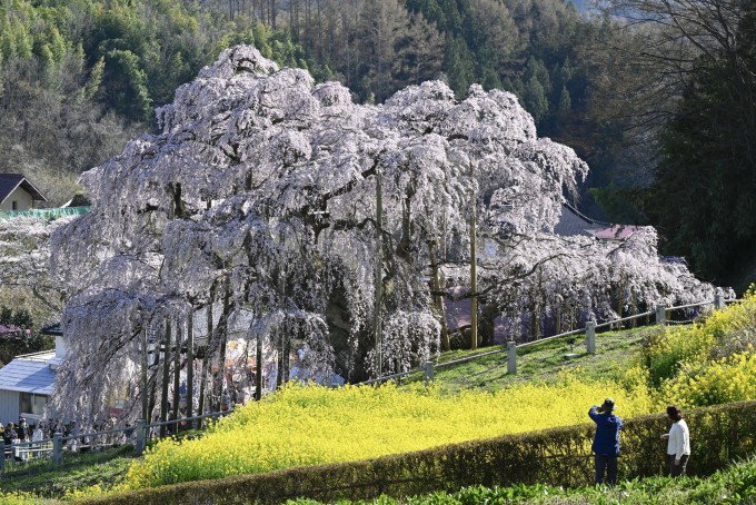 A view of cherry blossoms in Japan. Credit: Newscom, Alamy.