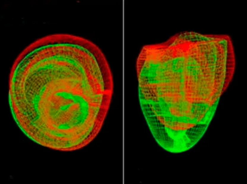 Side by side scan of two hearts showing the prediction that the one which had been to space was considerably rounder