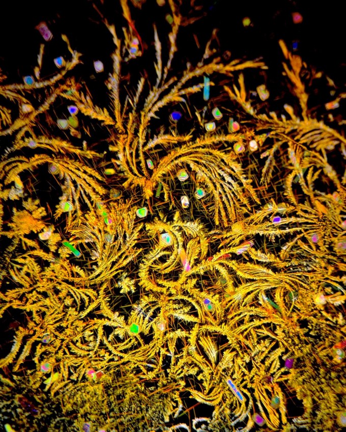 Vitamin B crystals observed under a polarized light microscope. Credit: Hélène Lambert.