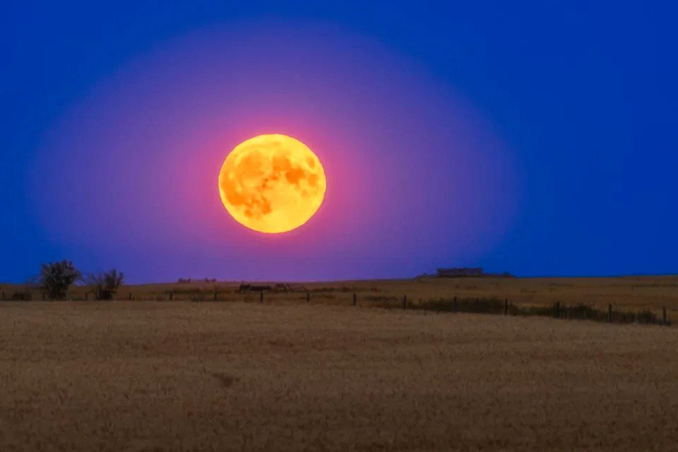 The Super Blue Moon rising over a wheat field in southern Alberta, Canada