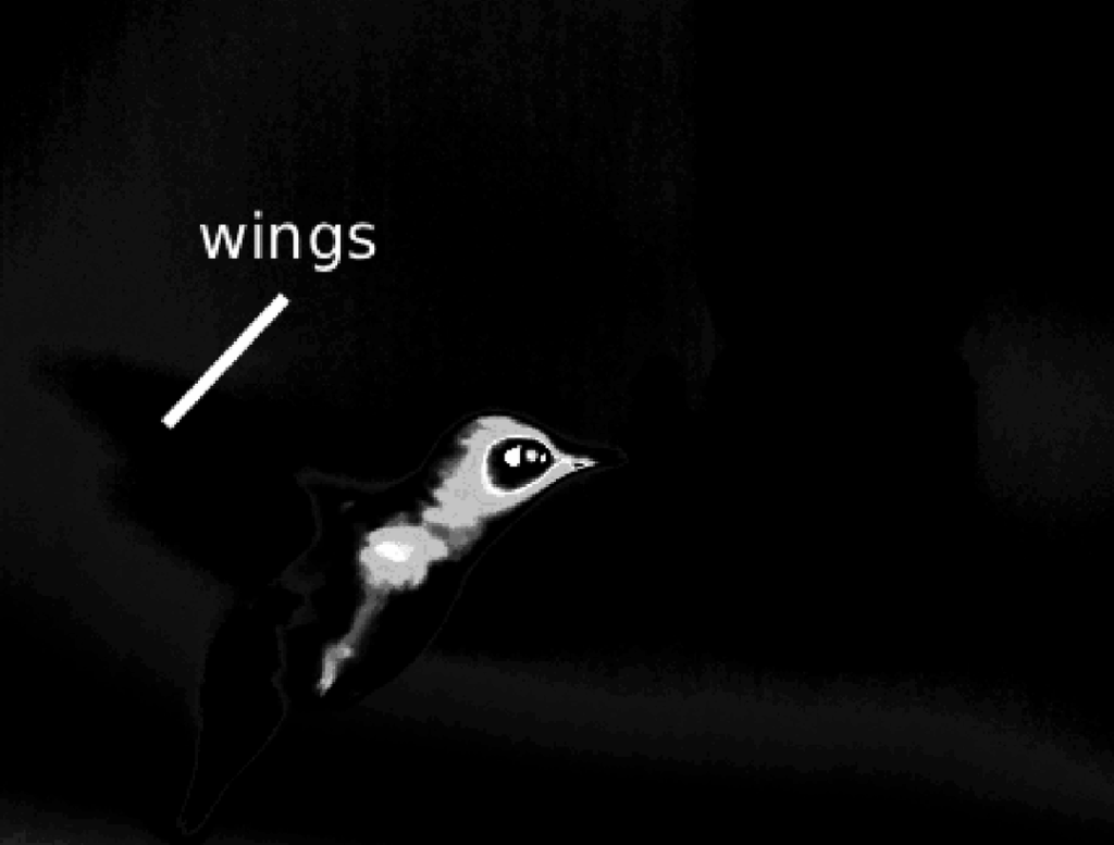 Just a reminder that you often won’t see birds flapping their wings in a thermal image Just a reminder that you often won't see birds flapping their wings in a thermal image