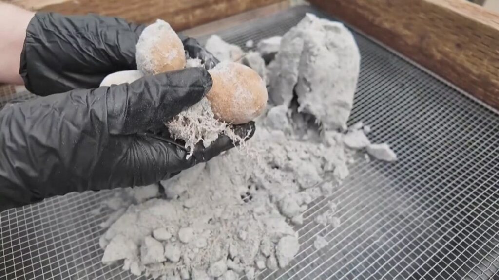 Spuds in space? NASA-backed research grows potatoes in moon-like soil at Oregon State University