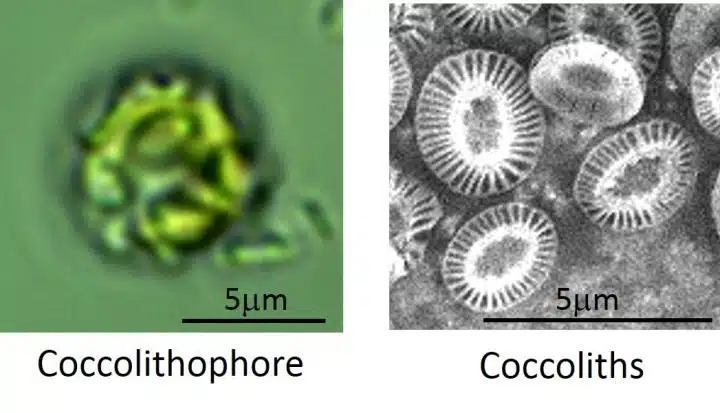 Coccolithophore (left) And Its Individual Coccoliths (right) Under A Microscope.