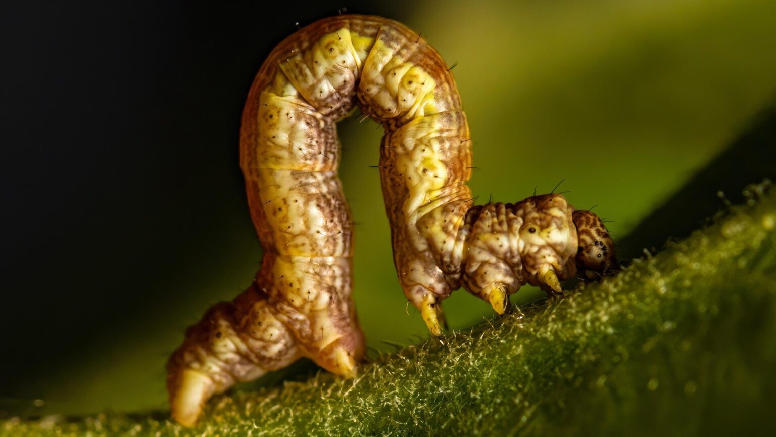 Moving like an inchworm – a smarter robot for planetary exploration