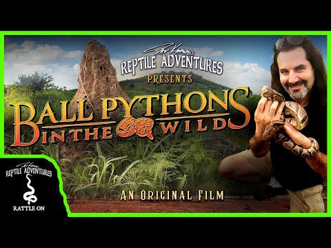 A curious mention of aliens causing genetic mutations in this ball python documentary