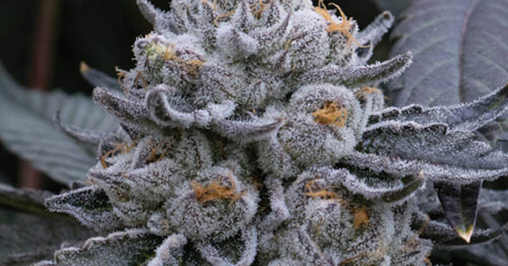 Fire Follower: Alien Genetics Reveals Advanced ‘Rotational Terps’