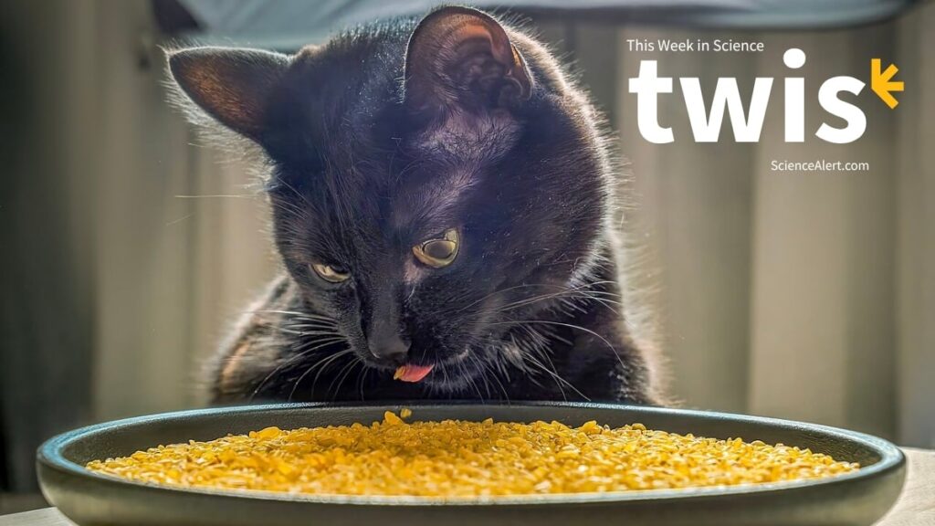 Fussy Cats, Ghostly Sounds, And Much More! : ScienceAlert